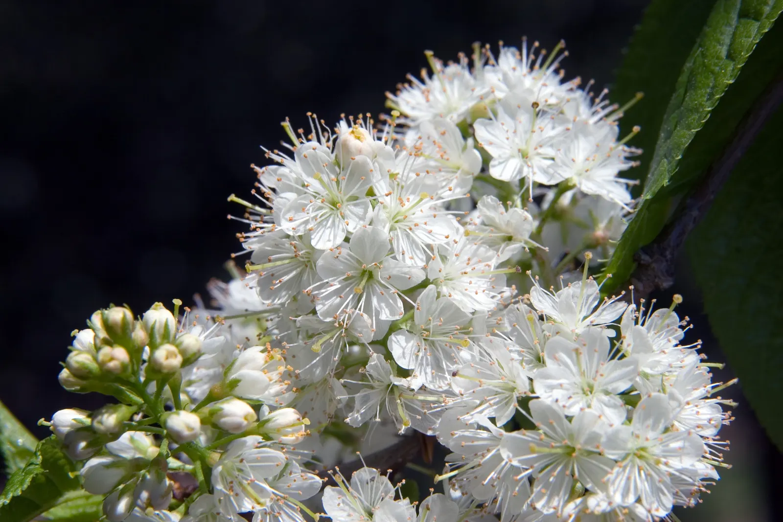 Amur Chokecherry (Prunus Maackii) — providing an excellent source of food