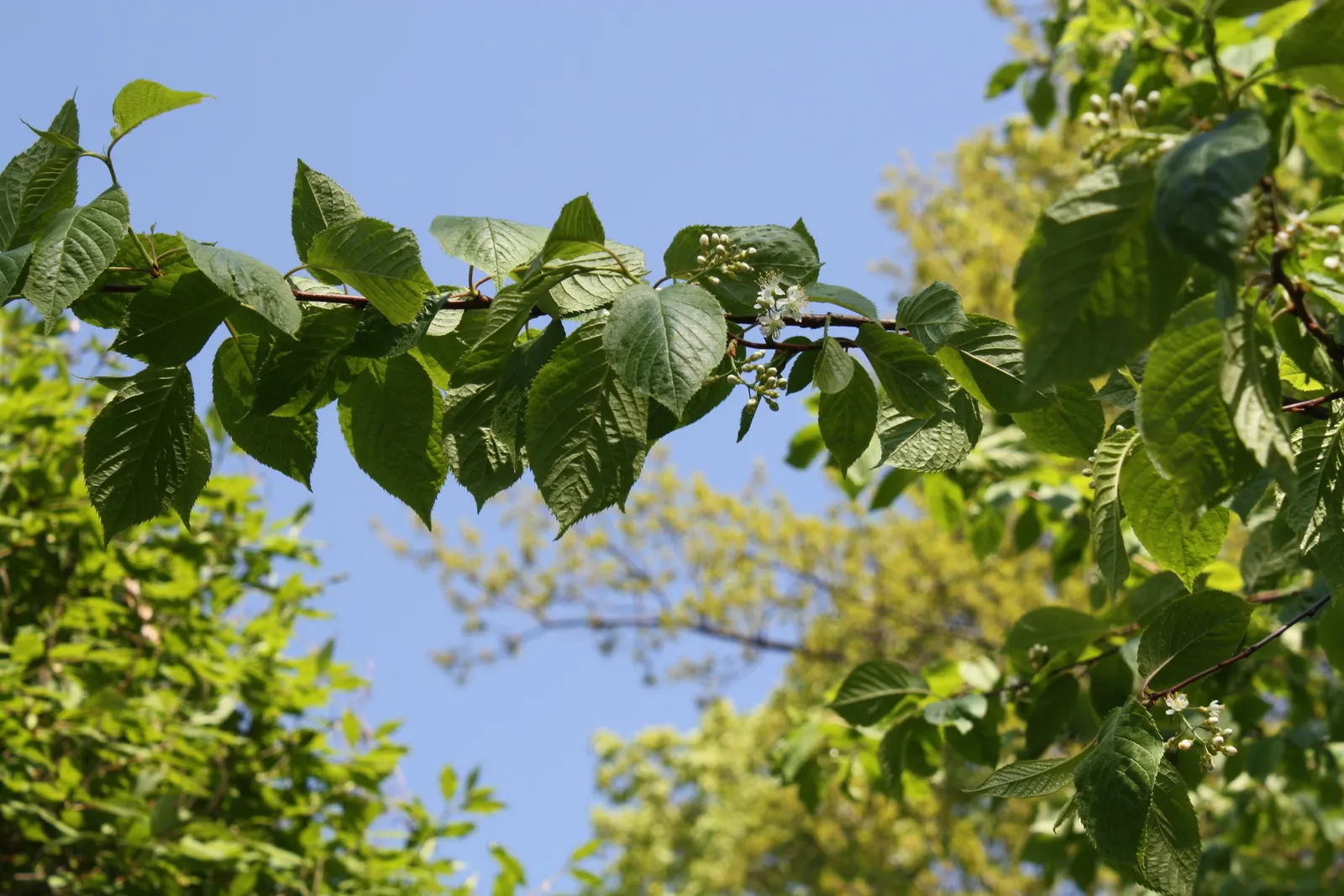 Amur Chokecherry (Prunus Maackii) — making it an ideal focal point in a landscape design