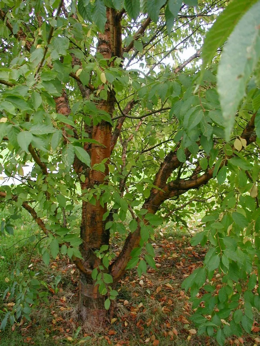 Amur Chokecherry (Prunus Maackii) — Typically reaching between 20 to 30 feet in height with a spread of 15 to 25 feet