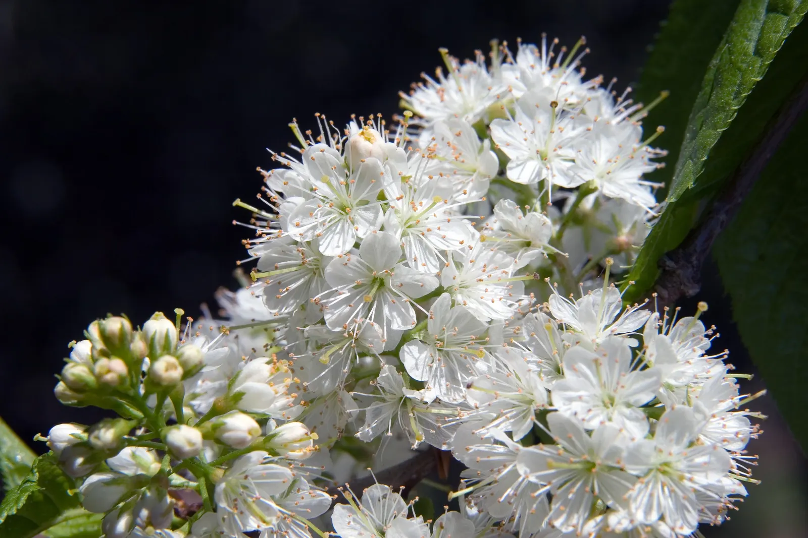 Amur Chokecherry (Prunus Maackii) — the Amur Chokecherry exhibits a profusion of fragrant