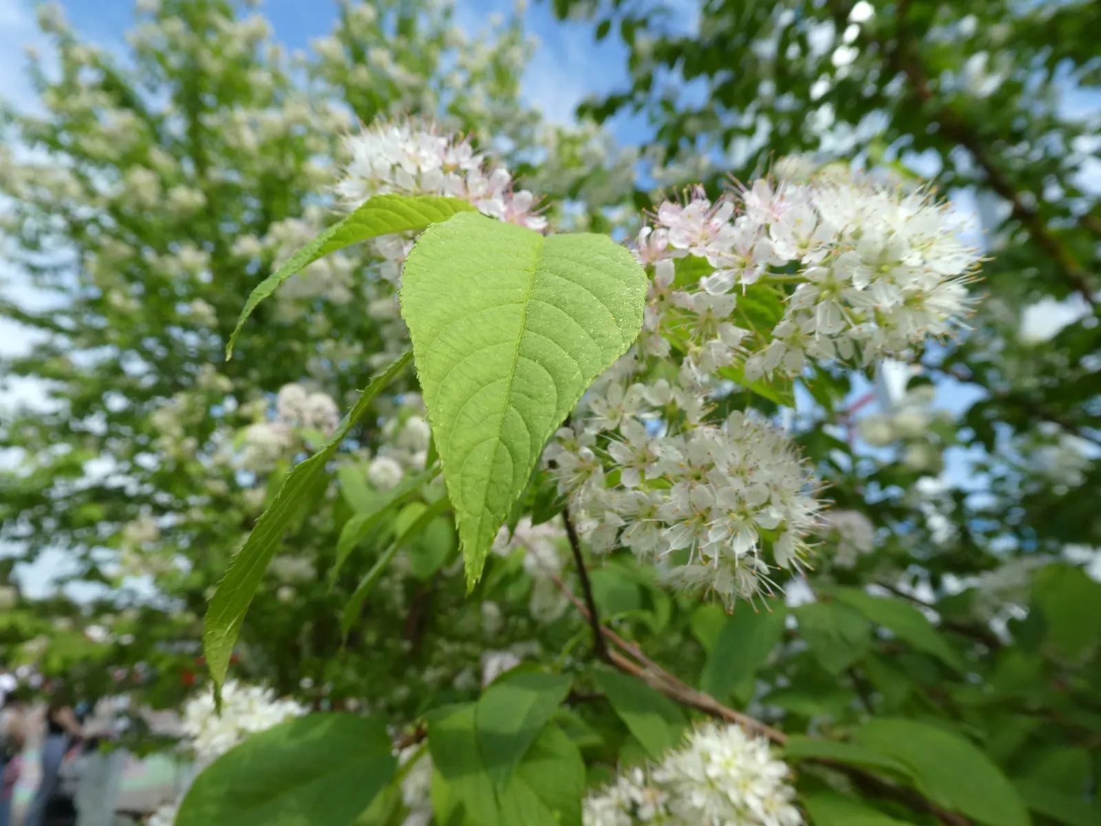 Amur Chokecherry (Prunus Maackii) — though well-drained soil is preferred