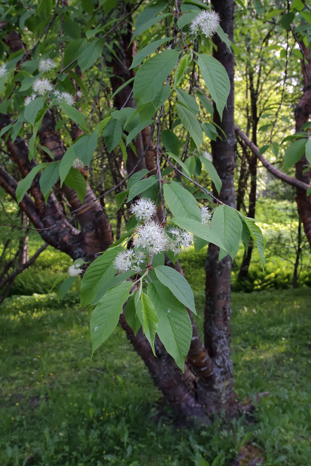 Amur Chokecherry (Prunus Maackii) — small white flowers that appear in dense clusters before the foliage fully emerges
