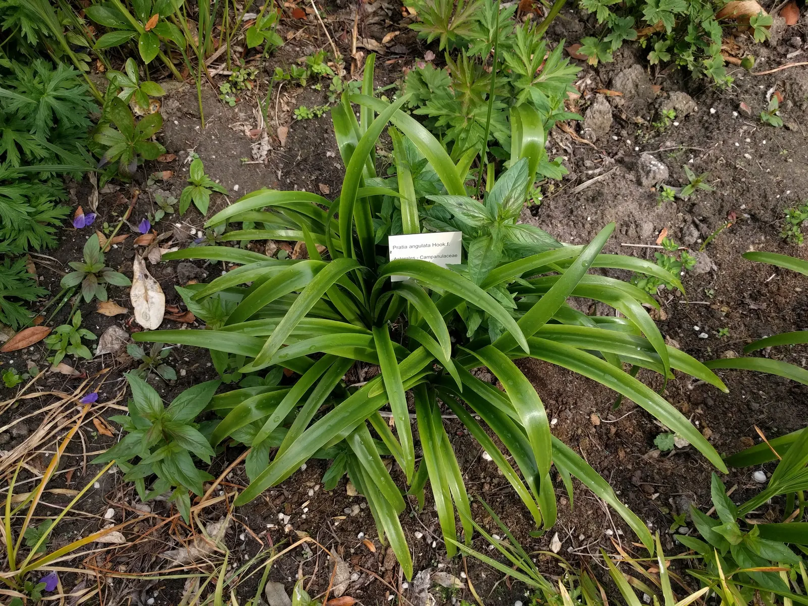 Fragrant Carpet (Pratia Angulata) — It thrives in Zones 6-9, preferring partial to full sun