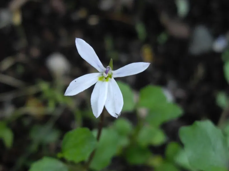 Fragrant Carpet (Pratia Angulata) — is a low-growing perennial that forms a dense mat up to 2 inches high and spreads around 18-24 inches wide