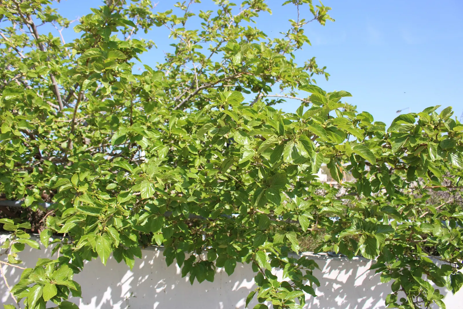Mulberry (Morus Alba) — this deciduous tree can become a prominent feature in your garden