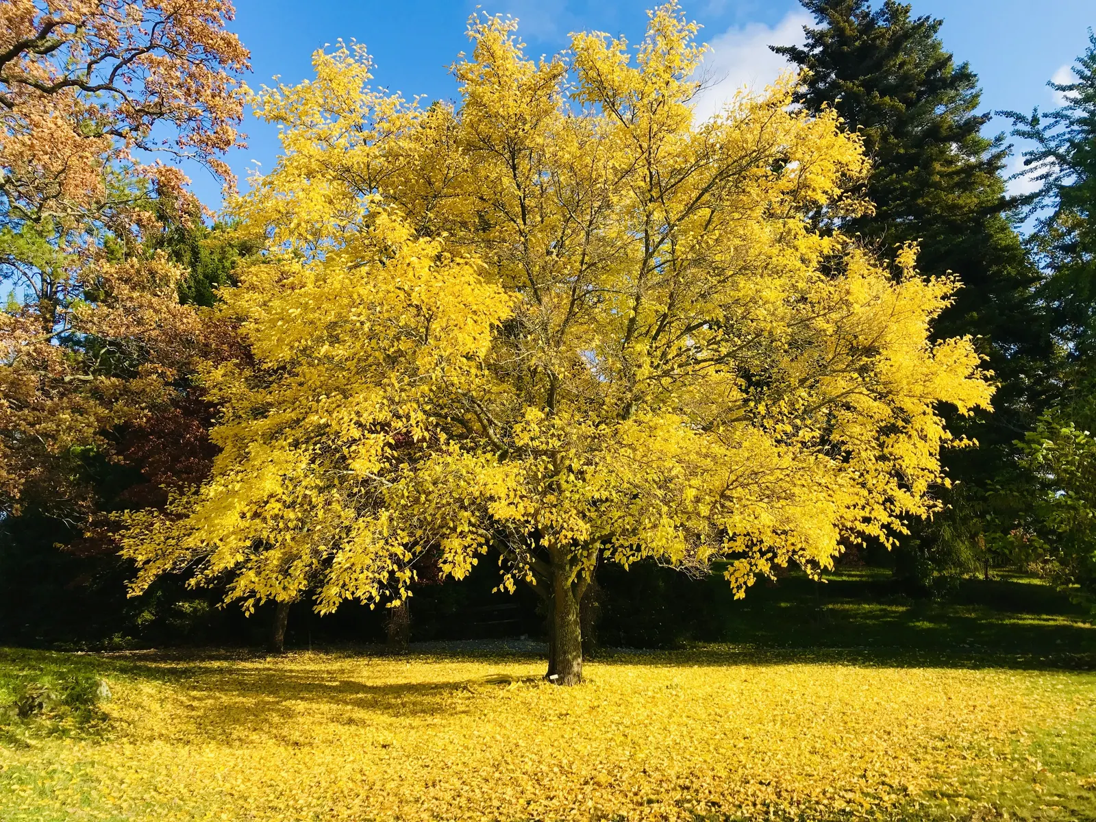 Mulberry (Morus Alba) — tree for full or half; allowing ample space for its mature spread, image 125