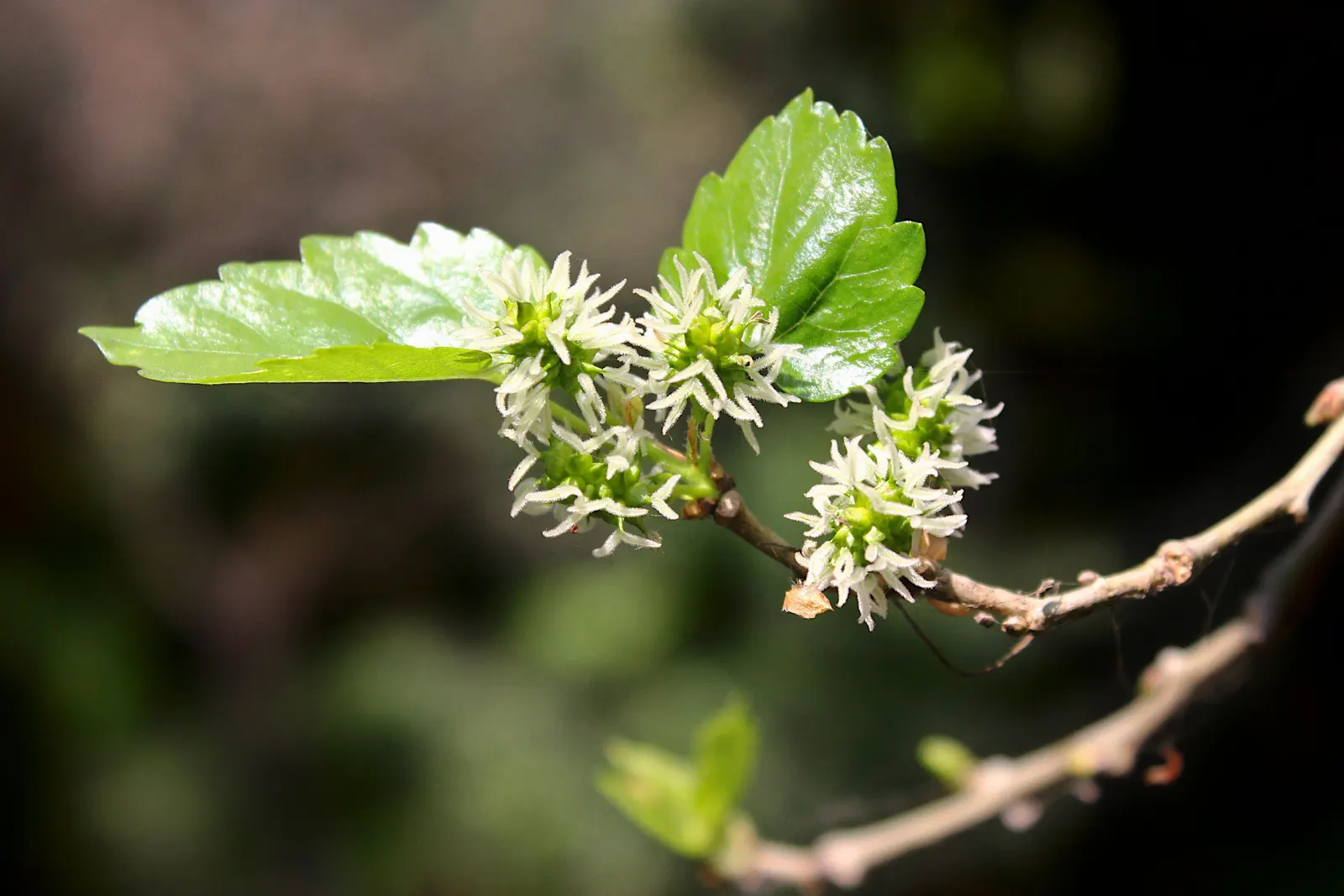 Mulberry (Morus Alba) — It boasts broad leaves and produces small, edible berries; tree for full or half, image 54