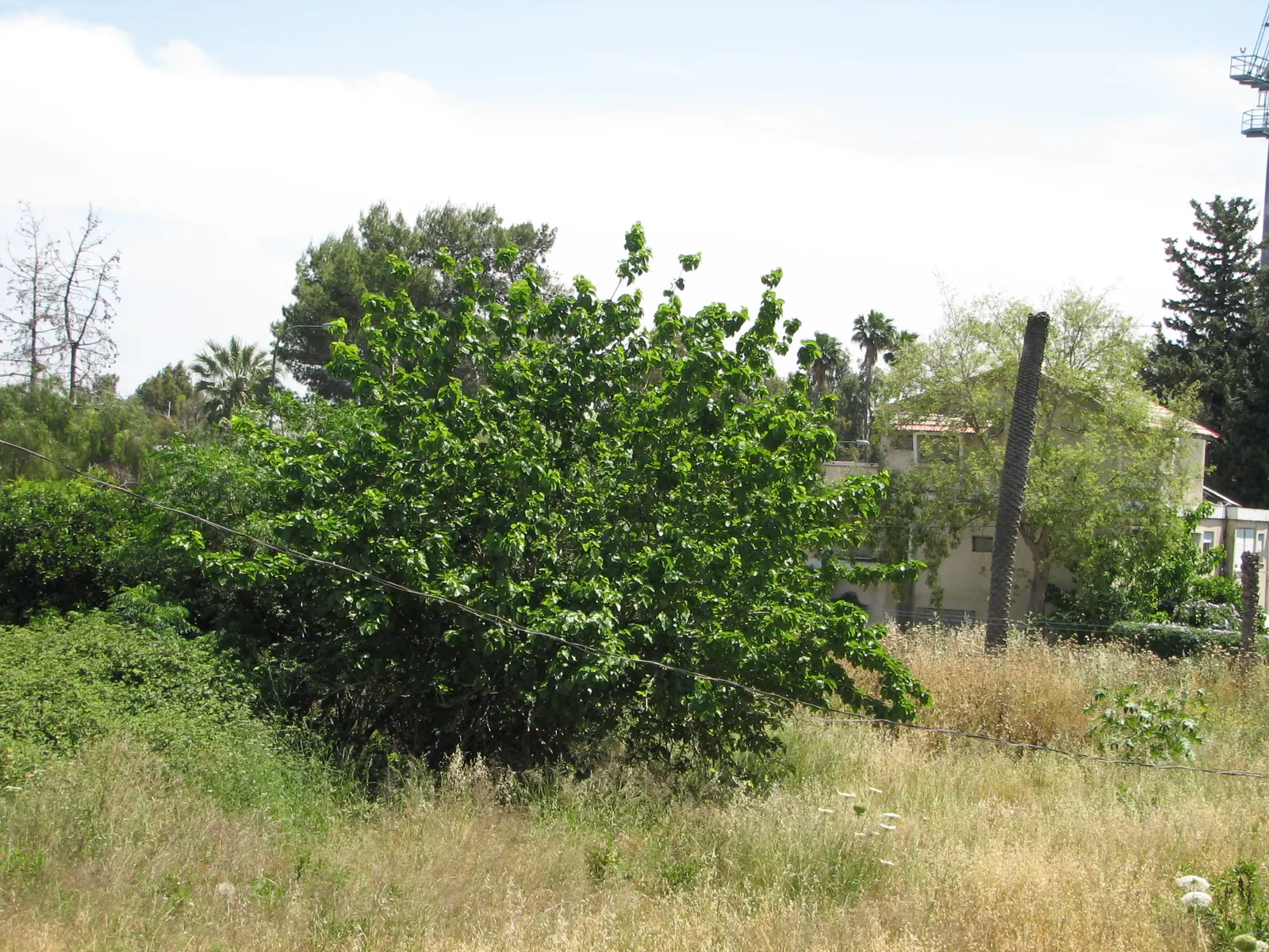 Mulberry (Morus Alba) — tree with green and yellow blooms; are a favorite among birds and can stain pavements, image 99