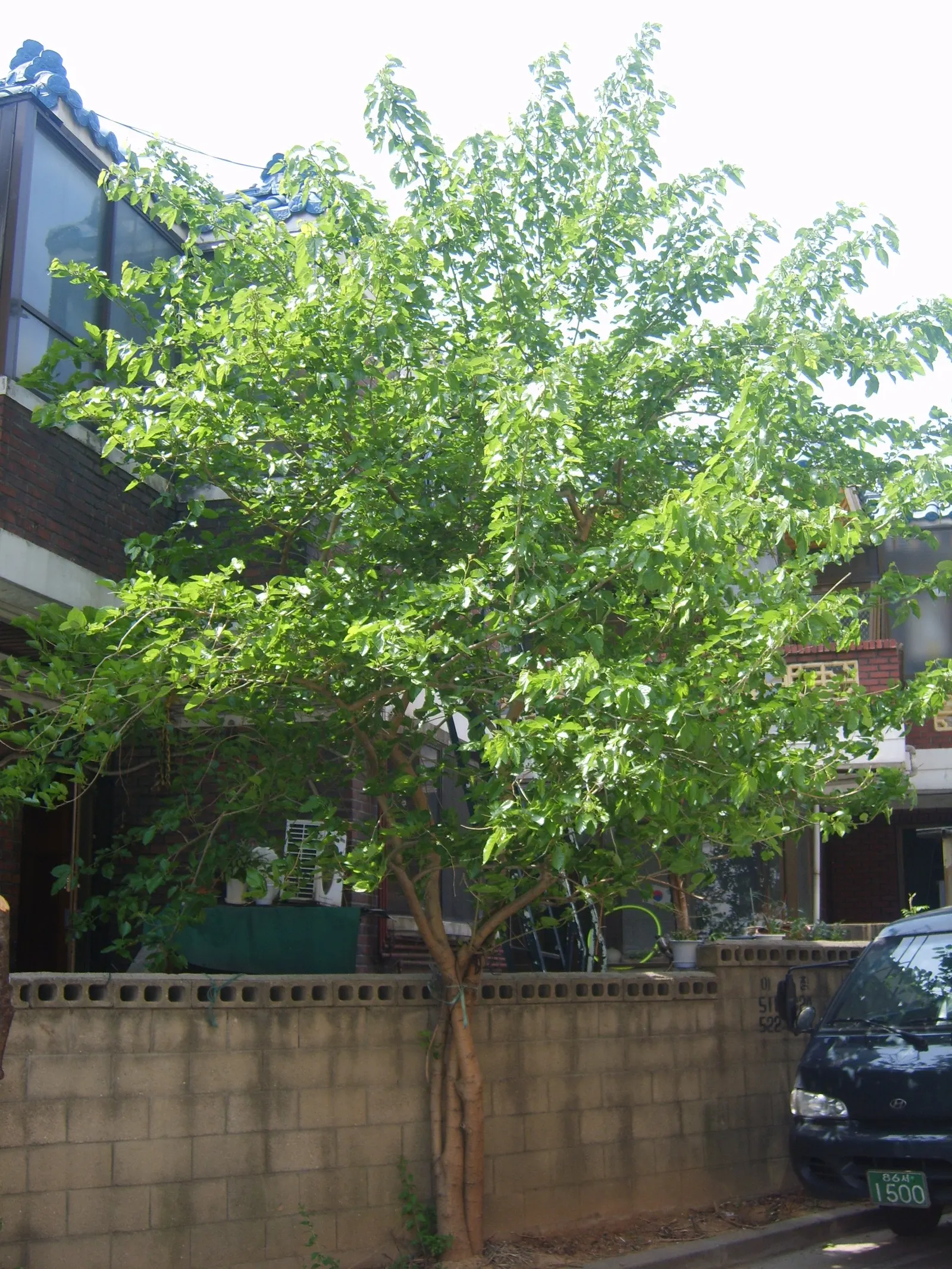 Mulberry (Morus Alba) — ideal for diverse landscape designs; or purple-black when ripe, image 106