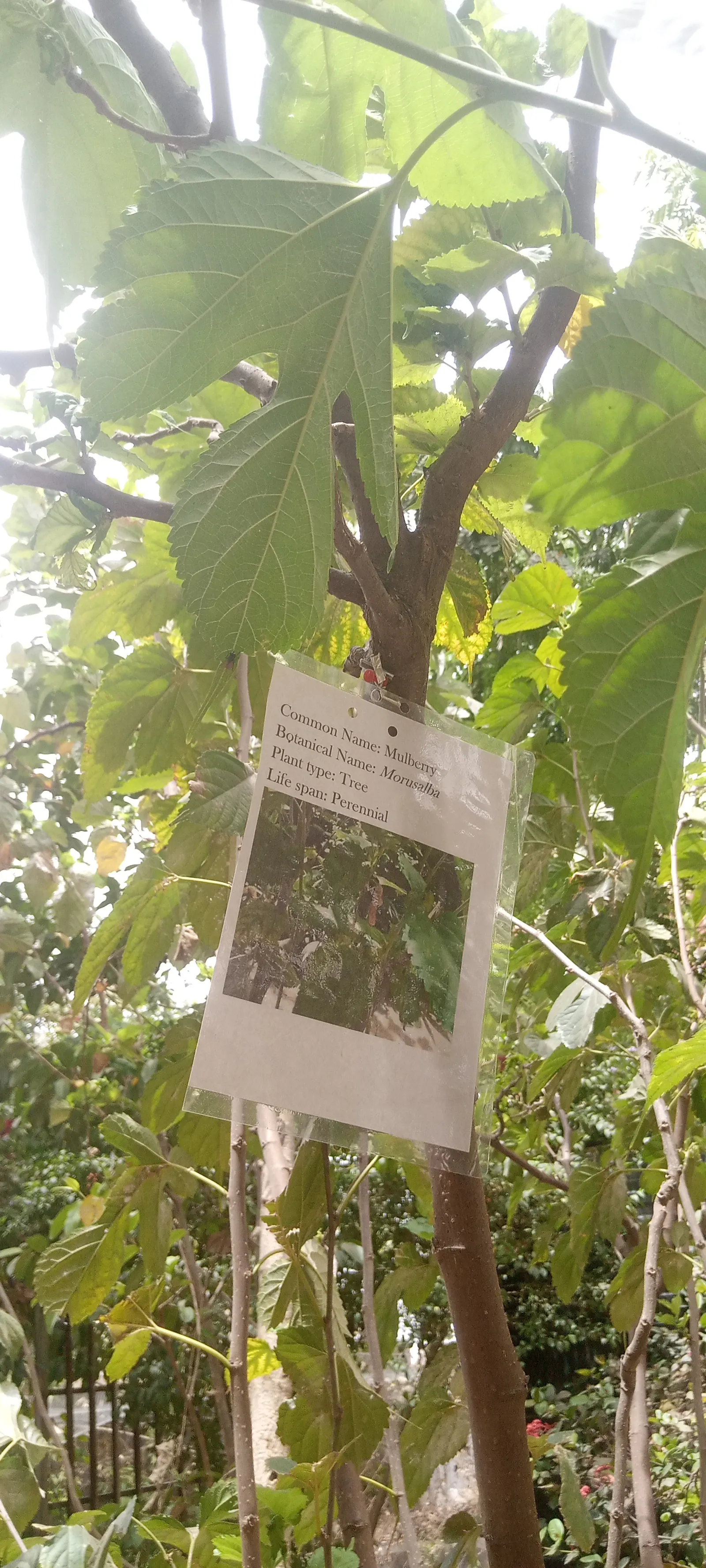 Mulberry (Morus Alba) — The Mulberry tree, Morus alba, valued for its lush foliage and sweet fruit, thrives in zones 4-8; it boasts broad leaves, image 51