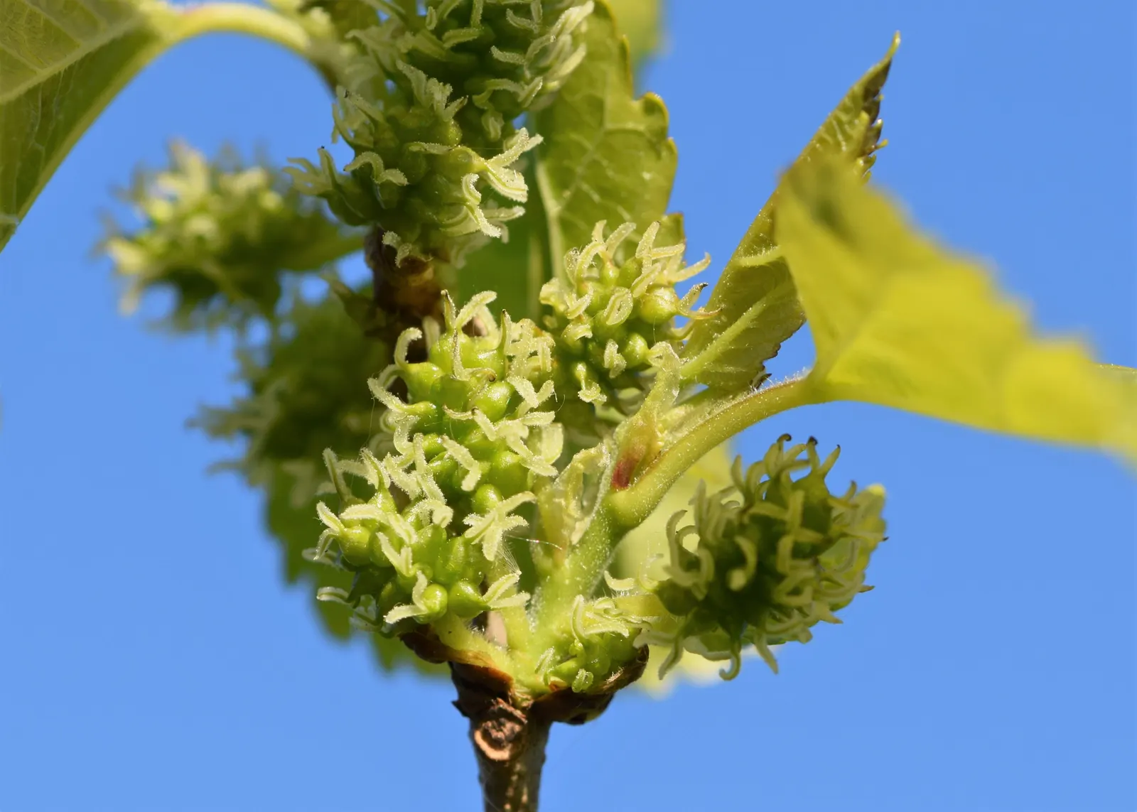 Mulberry (Morus Alba) — making it a resilient choice for diverse landscapes.<br><br>In urban settings; which are followed by succulent, image 95
