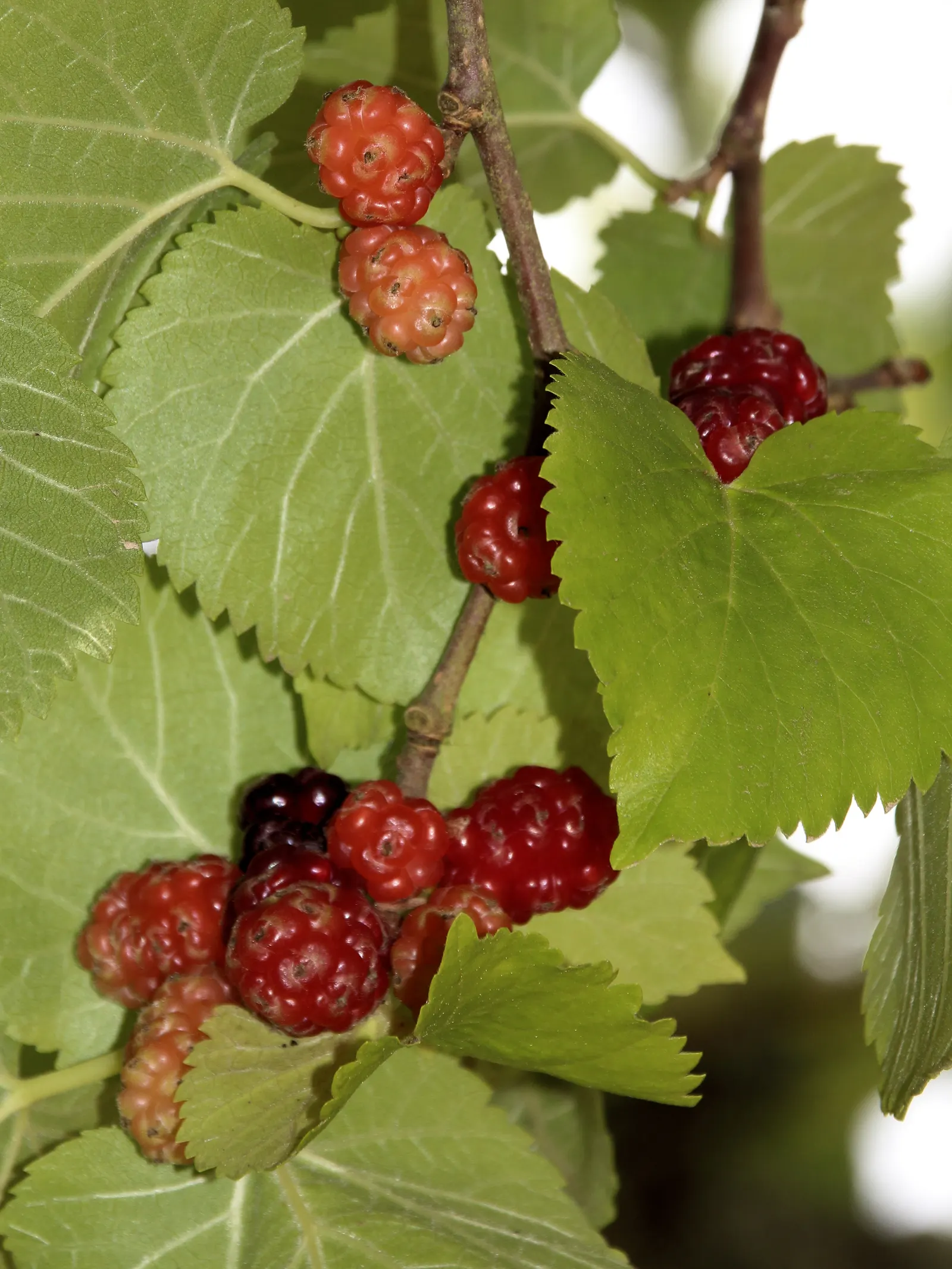 Mulberry (Morus Alba) — which are followed by succulent; ideal for diverse landscape designs, image 112