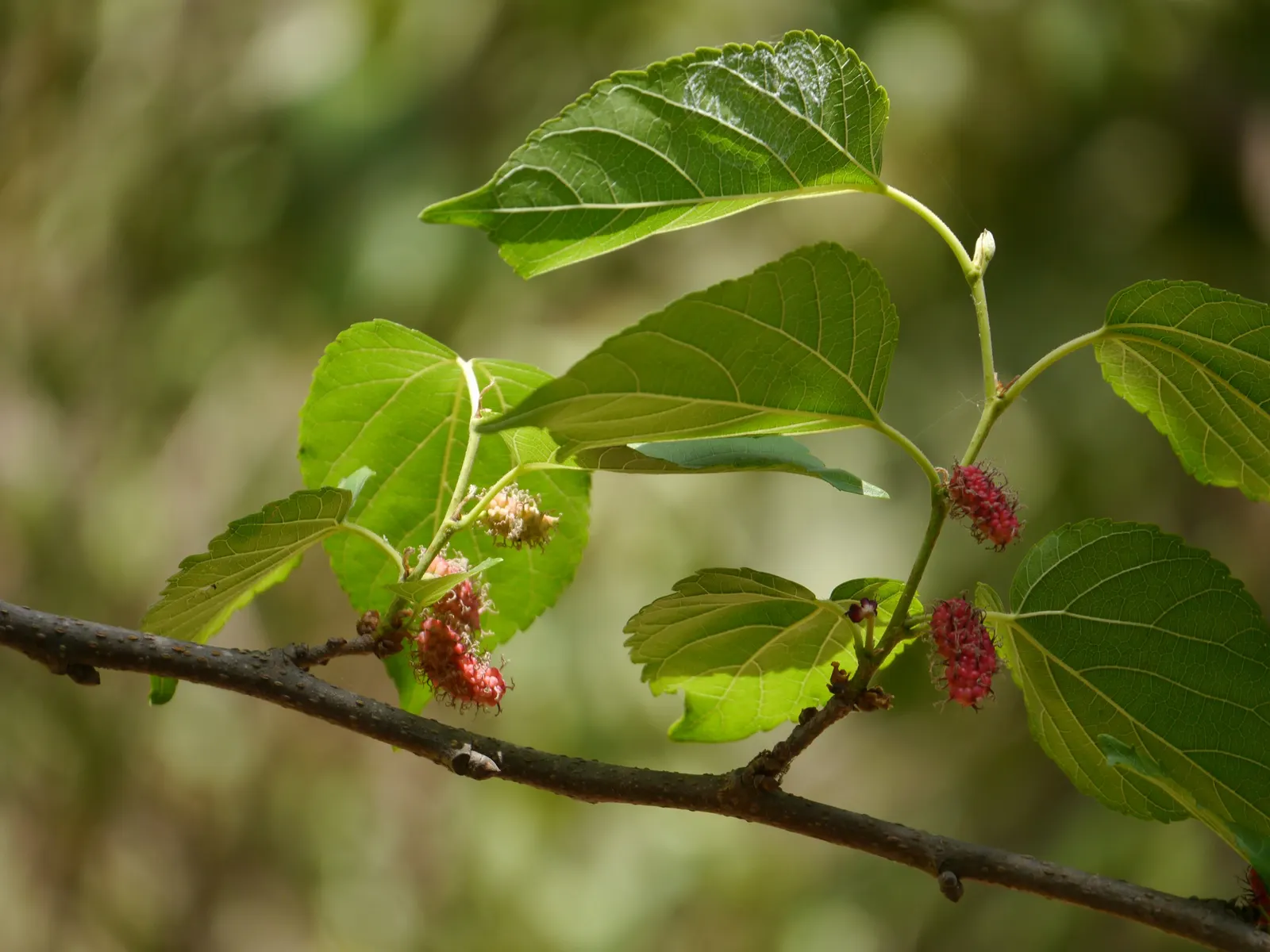 Mulberry (Morus Alba) — the Morus alba serves as an excellent shade tree and is often used in public parks and private gardens