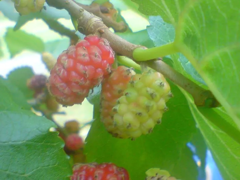 Mulberry (Morus Alba) — this deciduous tree can become a prominent feature in your garden; and serrated leaves that can grow up to 6 inches long, image 59