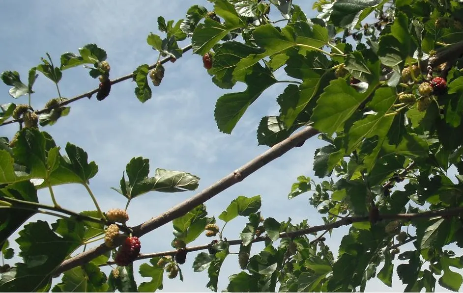 Mulberry (Morus Alba) — ideal for diverse landscape designs; or purple-black when ripe, image 81