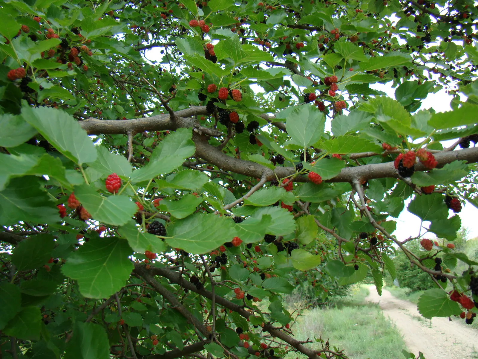 Mulberry (Morus Alba) — making it advisable to plant the tree away from walkways and dining areas.<br><br>For zones 4 through 8; this deciduous, image 66