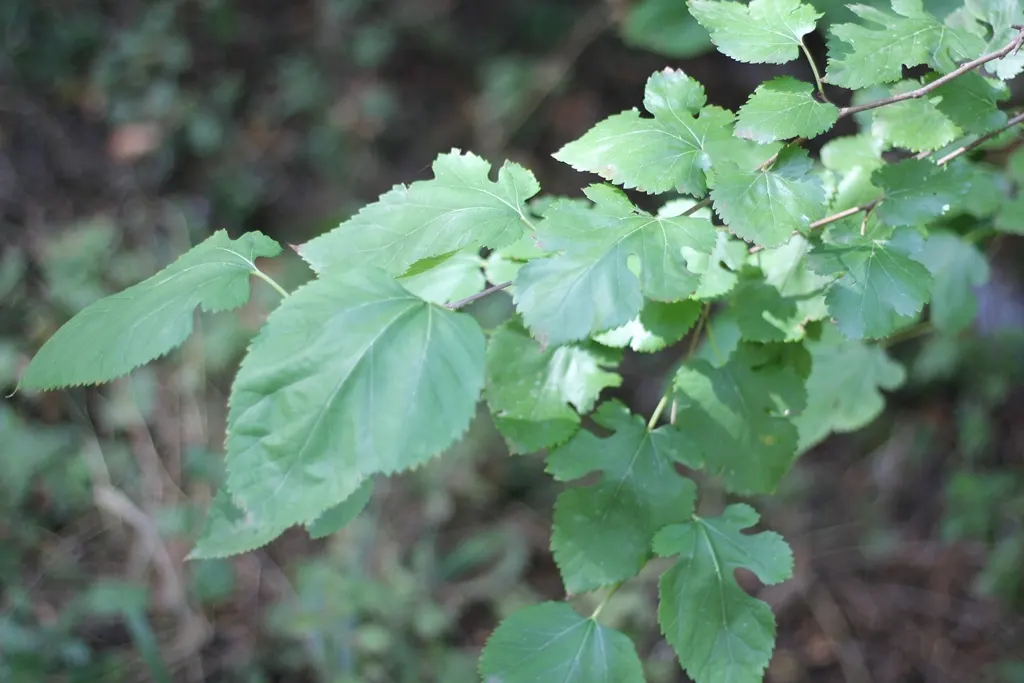 Mulberry (Morus Alba) — This hardy species is relatively low maintenance; green and yellow flowers in the garden, image 118