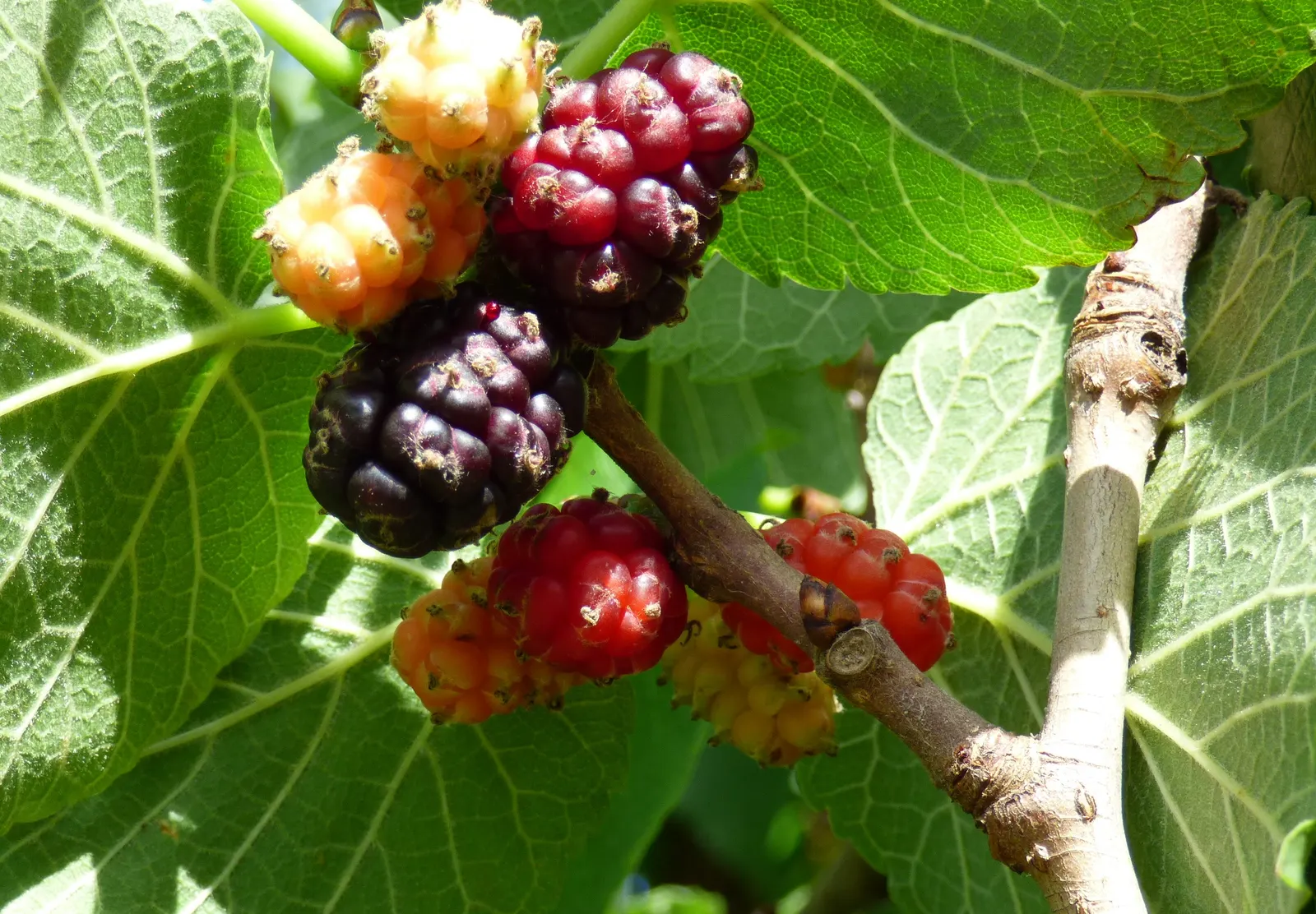 Mulberry (Morus Alba) — sweet fruits resembling blackberries, image 38