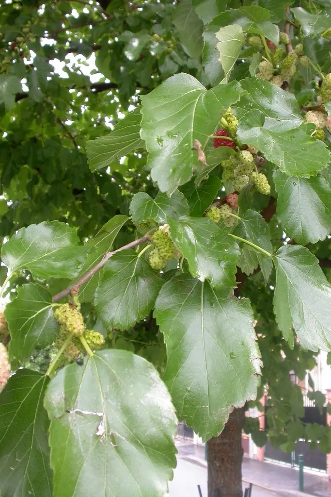 Mulberry (Morus Alba) — or purple-black when ripe; making it a resilient choice for diverse landscapes.<br><br>In urban settings, image 89
