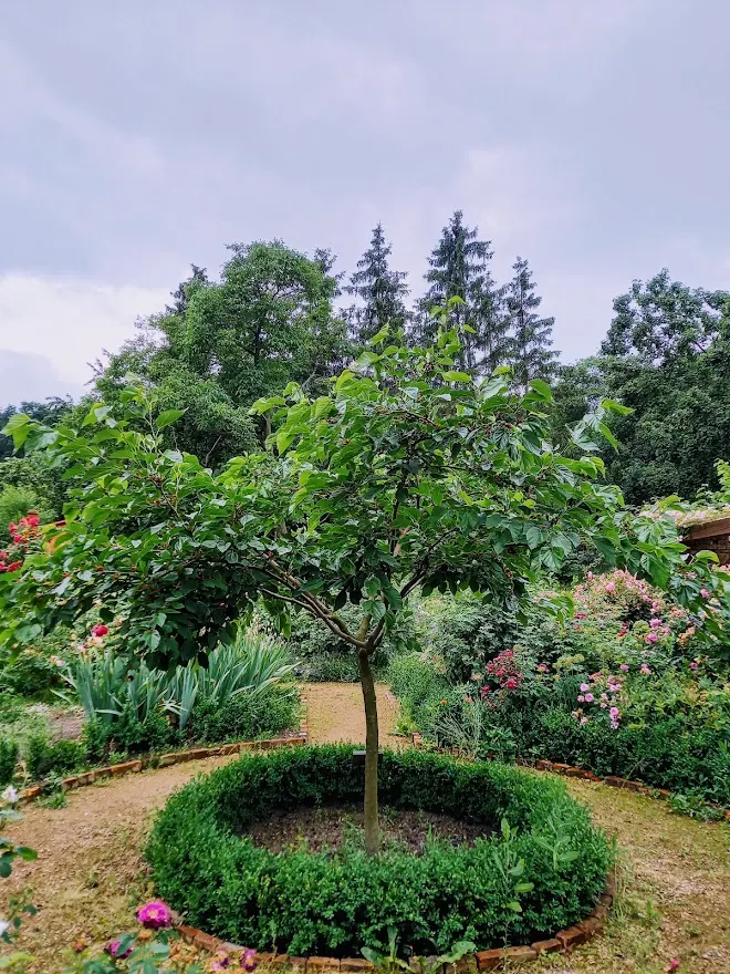 Mulberry (Morus Alba) — it offers both shade and aesthetic appeal while requiring minimal maintenance; scientifically known as Morus alba, image 105