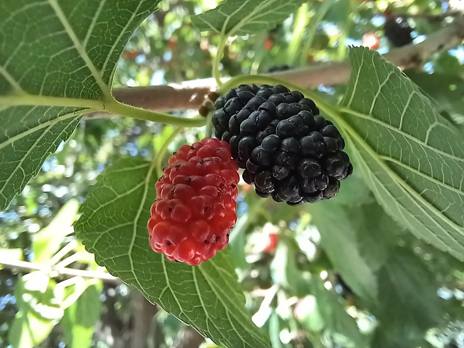 Mulberry (Morus Alba) — offering dense shade during the warmer months; tree with green and yellow blooms, image 86