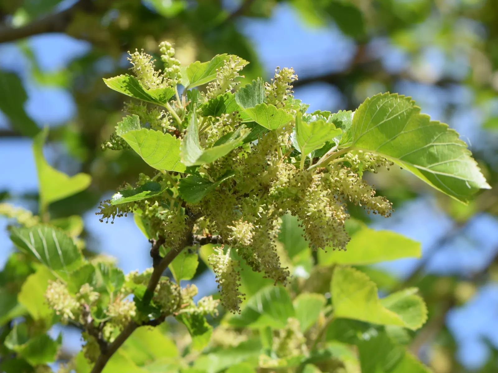 Mulberry (Morus Alba) — tree for full or half; allowing ample space for its mature spread, image 75