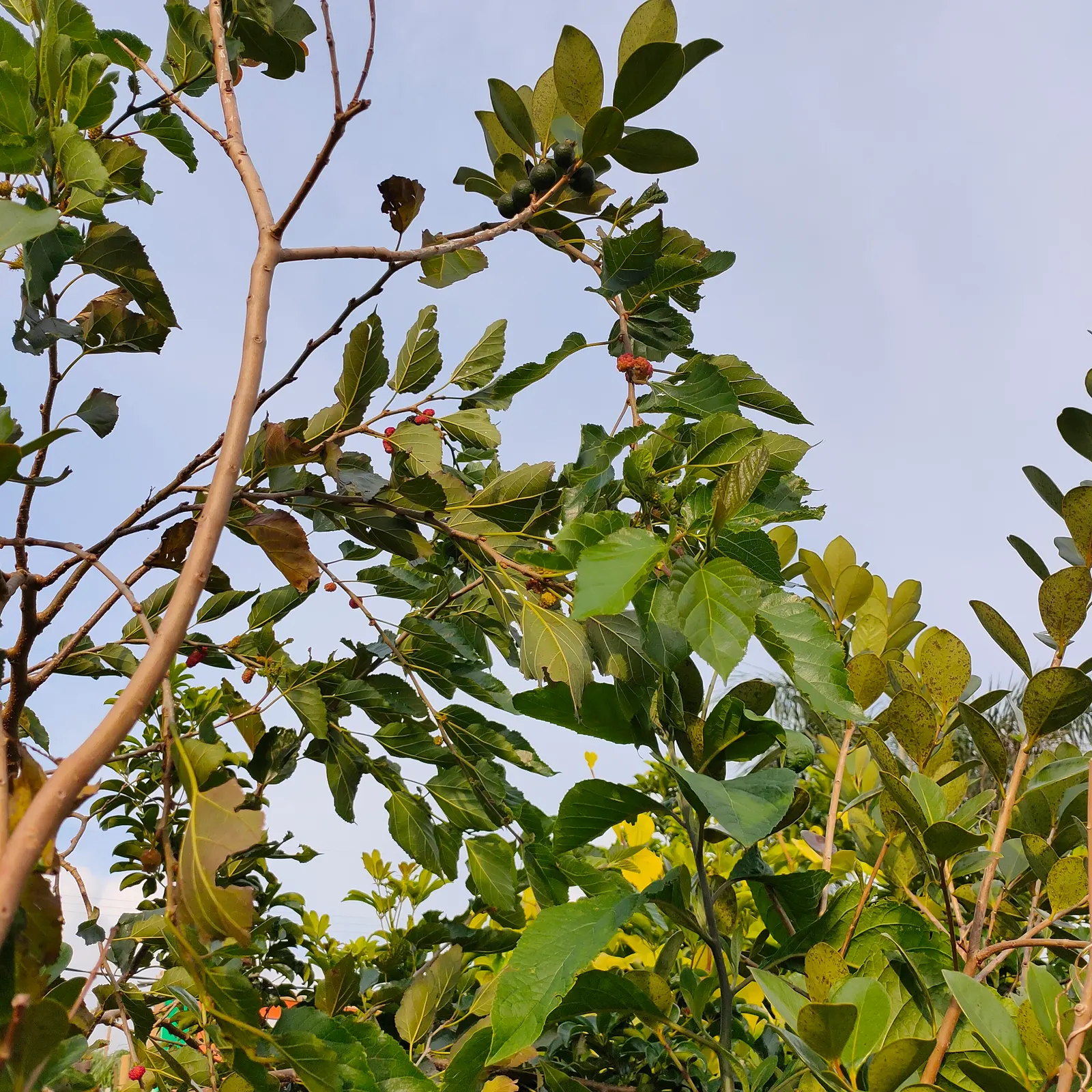 Mulberry (Morus Alba) — this deciduous tree can become a prominent feature in your garden; and serrated leaves that can grow up to 6 inches long