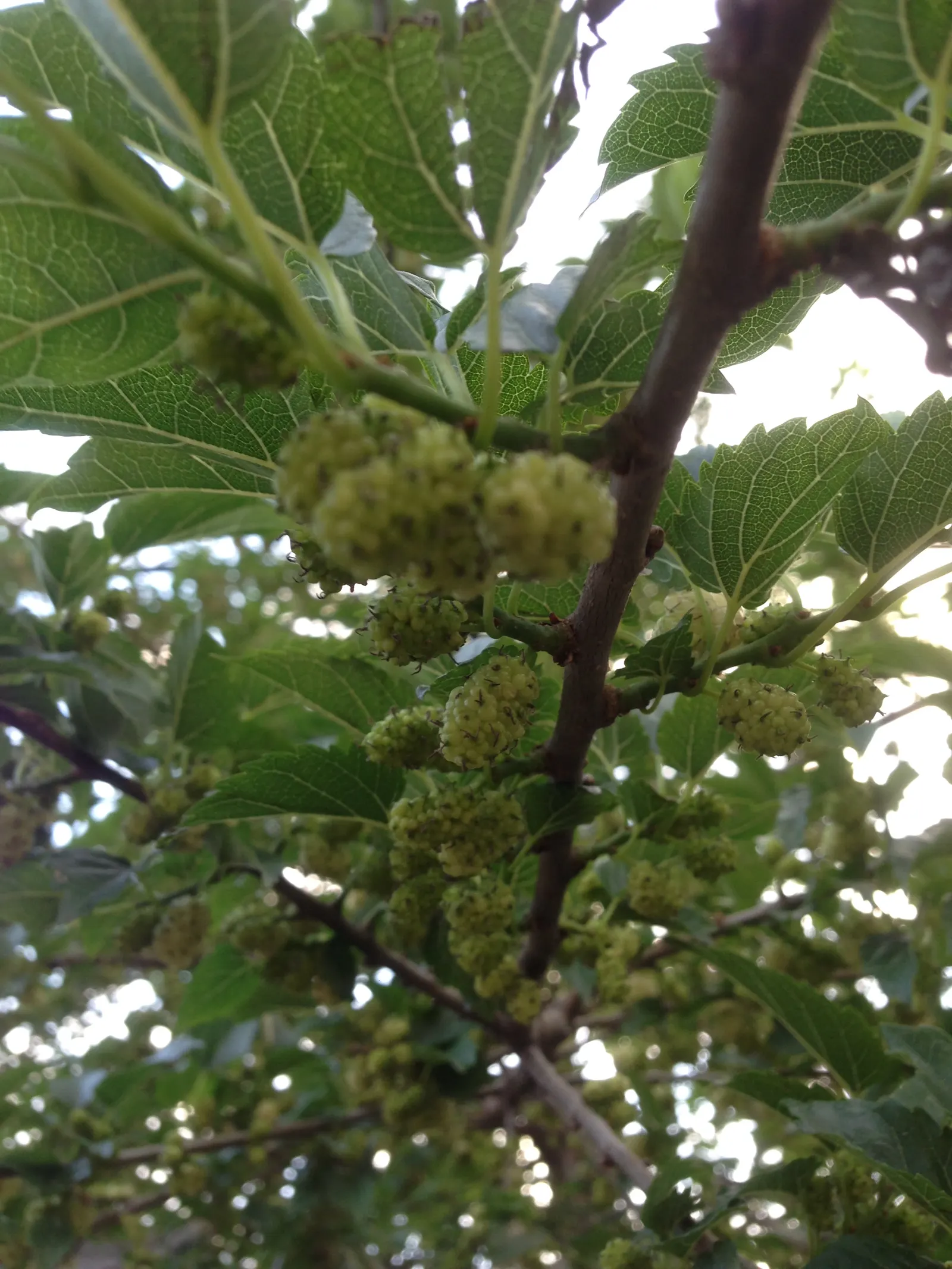 Mulberry (Morus Alba) — tree with green and yellow blooms; are a favorite among birds and can stain pavements, image 124