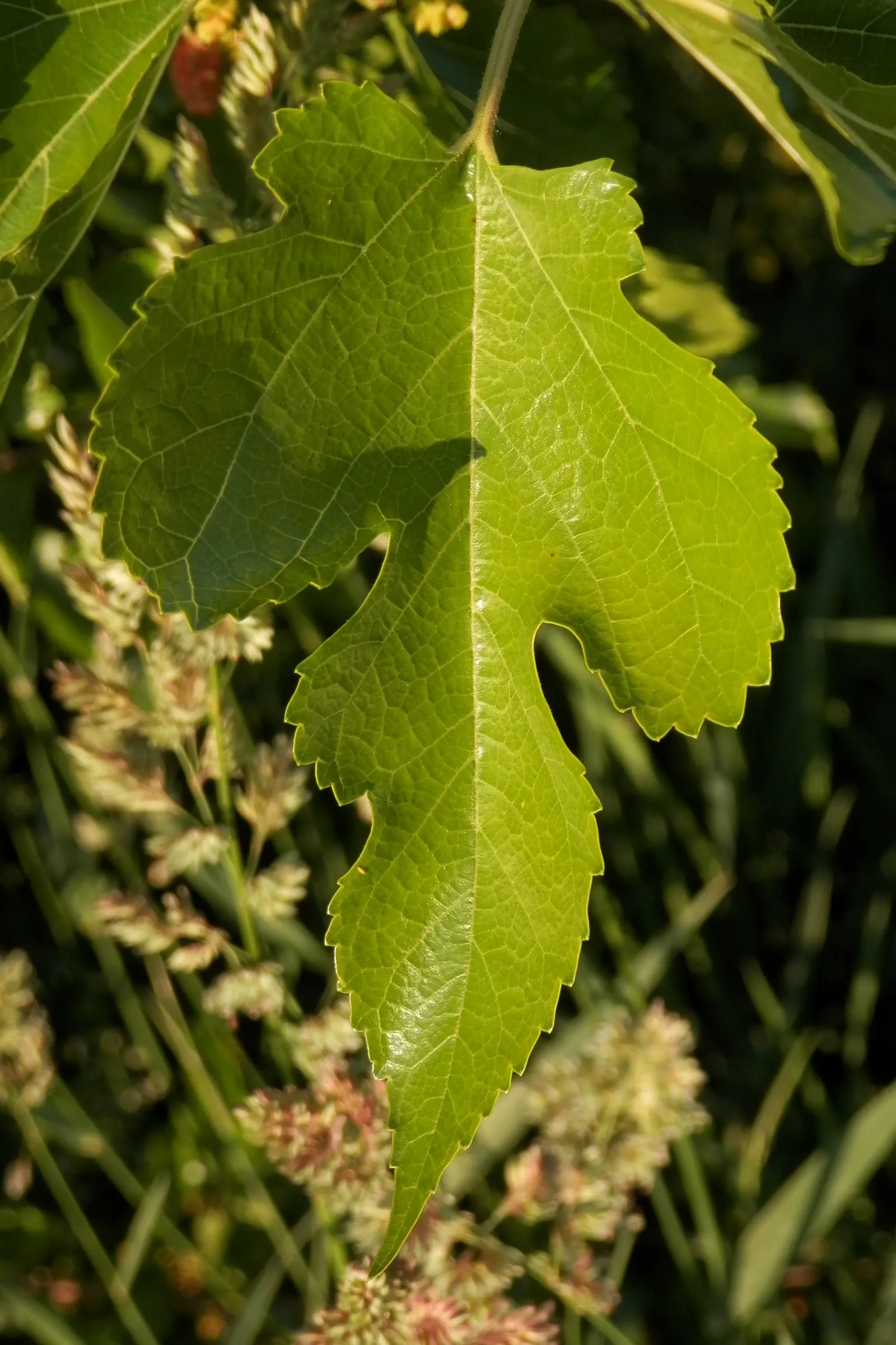 Mulberry (Morus Alba) — or purple-black when ripe