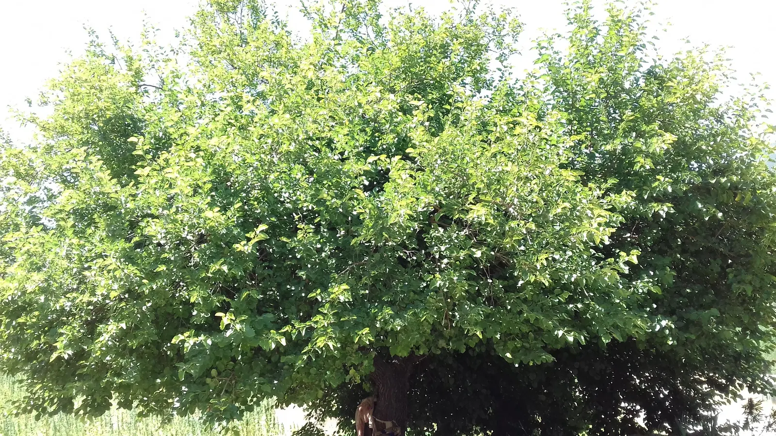 Mulberry (Morus Alba) — this robust tree prefers full sun to partial shade