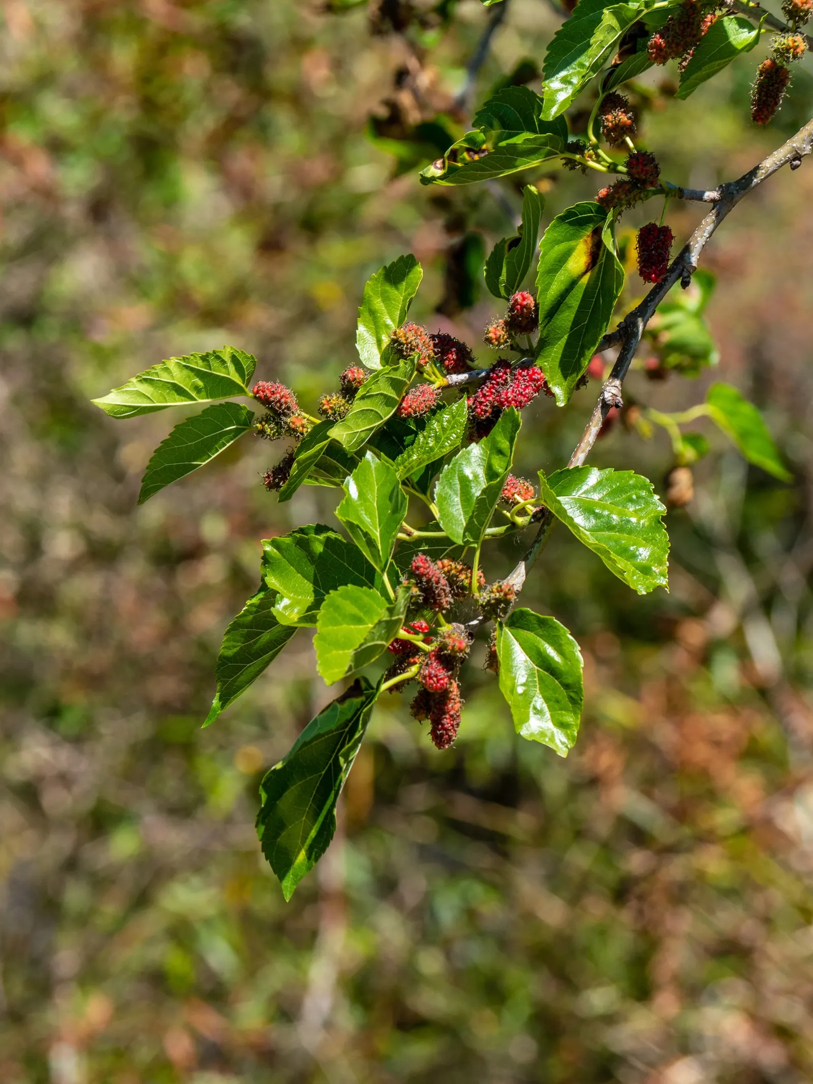 Mulberry (Morus Alba) — it offers both shade and aesthetic appeal while requiring minimal maintenance; scientifically known as Morus alba, image 55