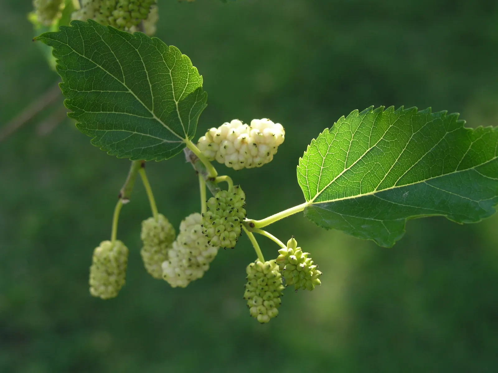 Mulberry (Morus Alba) — ideal for diverse landscape designs; or purple-black when ripe, image 56