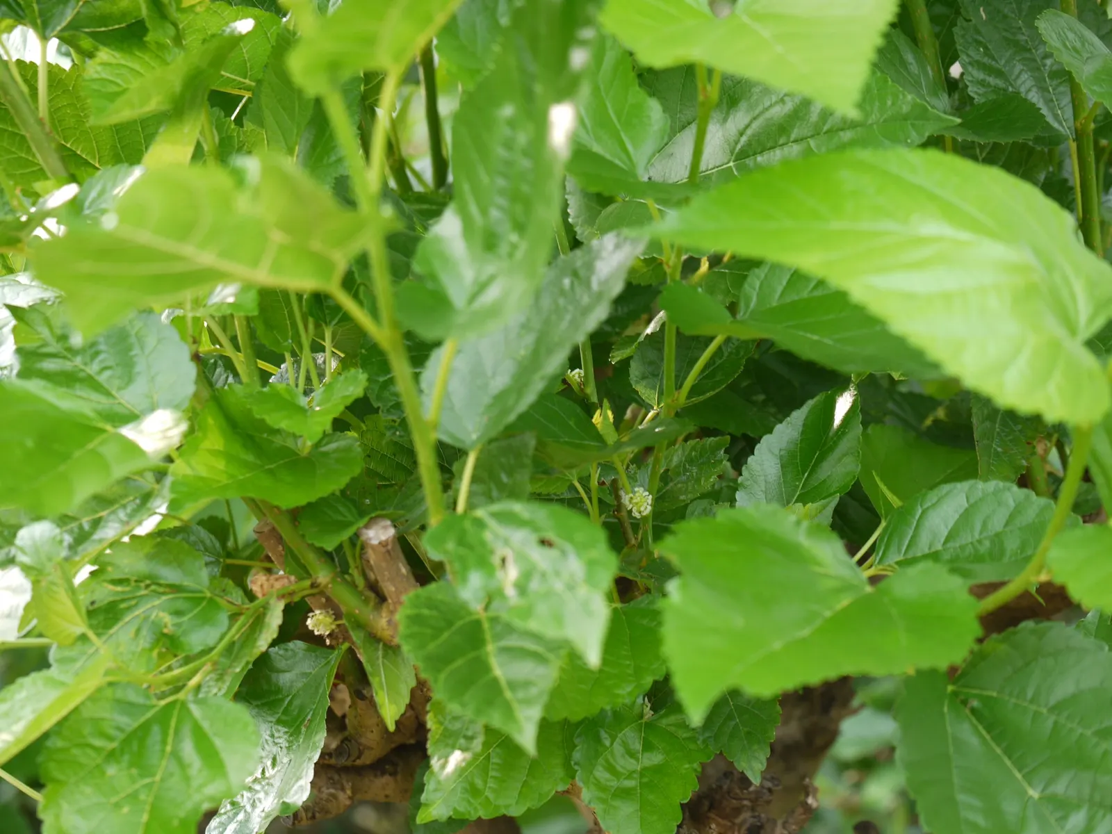 Mulberry (Morus Alba) — It boasts broad leaves and produces small, edible berries; tree for full or half