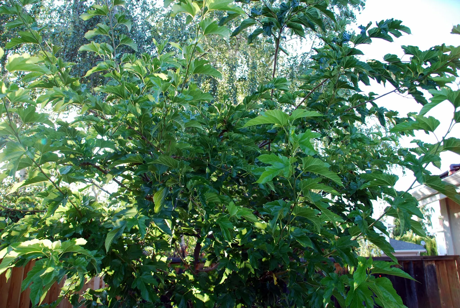 Mulberry (Morus Alba) — This hardy species is relatively low maintenance