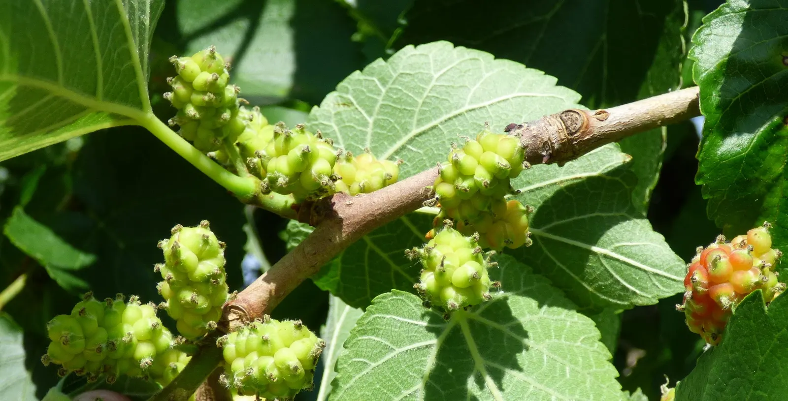 Mulberry (Morus Alba) — tree with green and yellow blooms