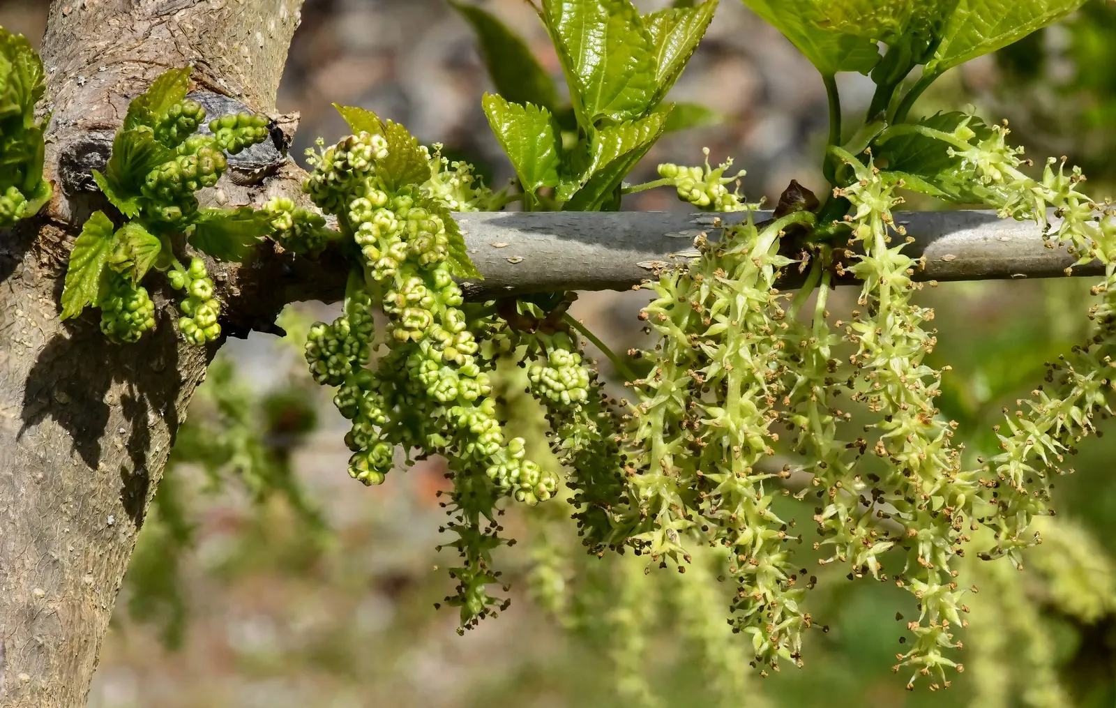 Mulberry (Morus Alba) — A deciduous species reaching up to 30-50 feet tall and spreading 30-40 feet wide