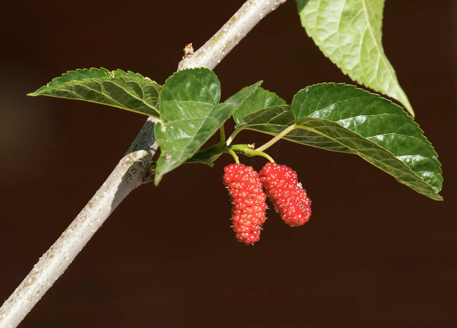 Mulberry (Morus Alba) — or purple-black when ripe; making it a resilient choice for diverse landscapes.<br><br>In urban settings