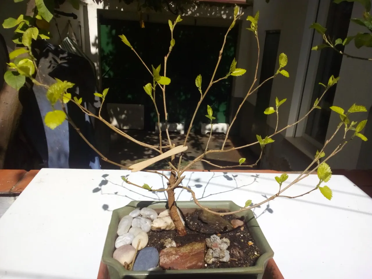 Mulberry (Morus Alba) — requiring minimal pruning once established and is tolerant of drought and poor soil conditions