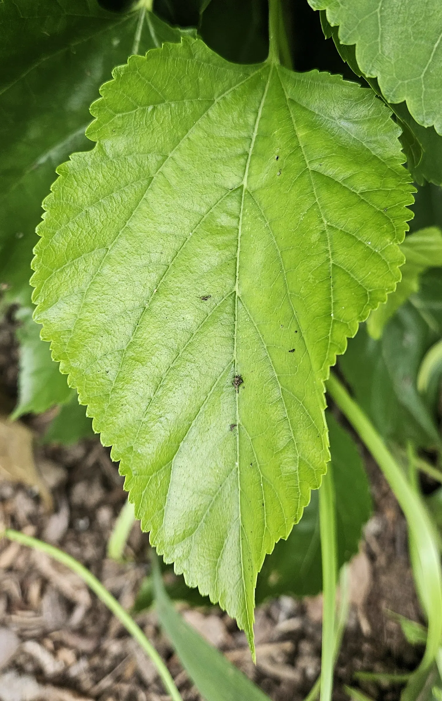 Mulberry (Morus Alba) — the Morus alba serves as an excellent shade tree and is often used in public parks and private gardens; requiring minimal, image 121