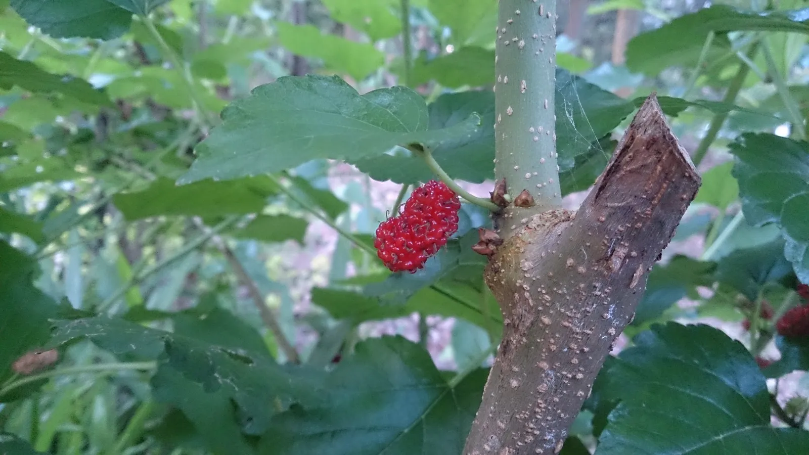 Mulberry (Morus Alba) — are a favorite among birds and can stain pavements; a deciduous species reaching up to 30-50 feet tall and spreading 30-40, image 115