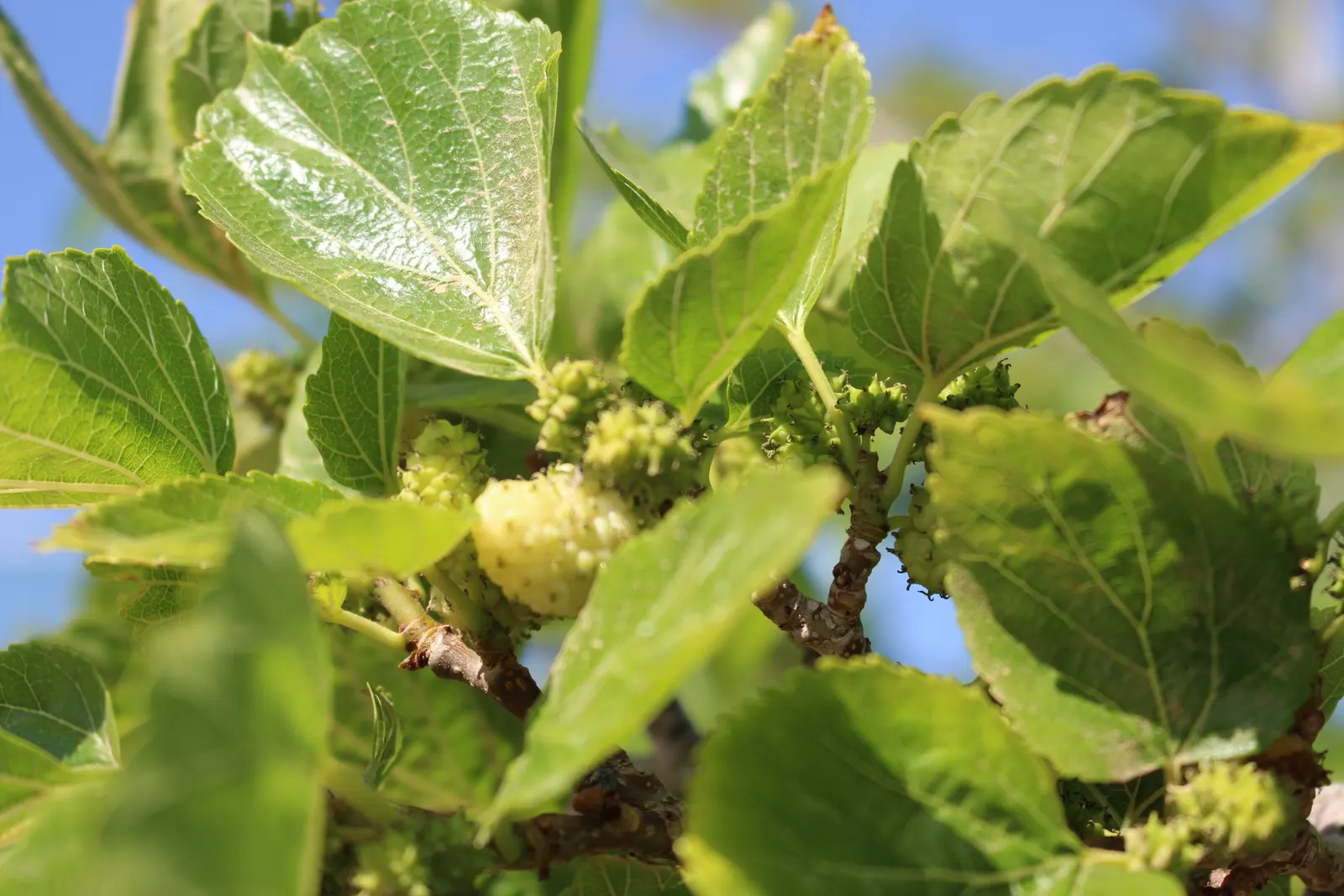 Mulberry (Morus Alba) — tree with green and yellow blooms; are a favorite among birds and can stain pavements