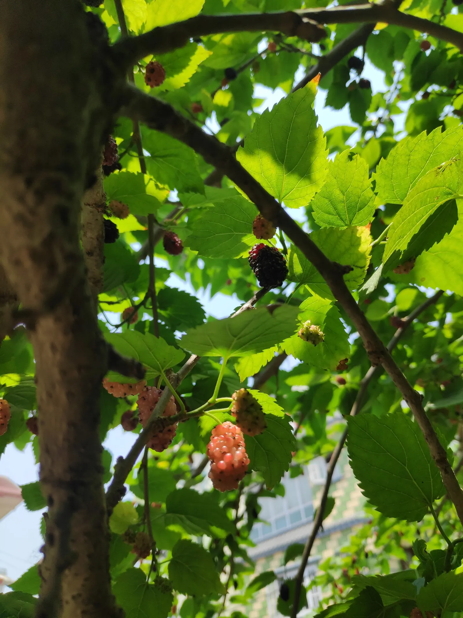 Mulberry (Morus Alba) — This hardy species is relatively low maintenance; green and yellow flowers in the garden, image 93