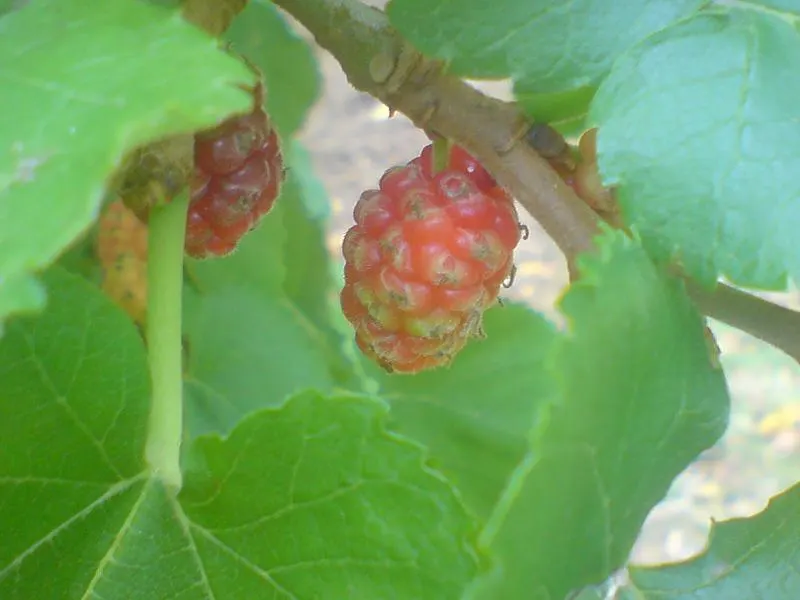 Mulberry (Morus Alba) — requiring minimal pruning once established and is tolerant of drought and poor soil conditions; it offers both shade and aesthetic