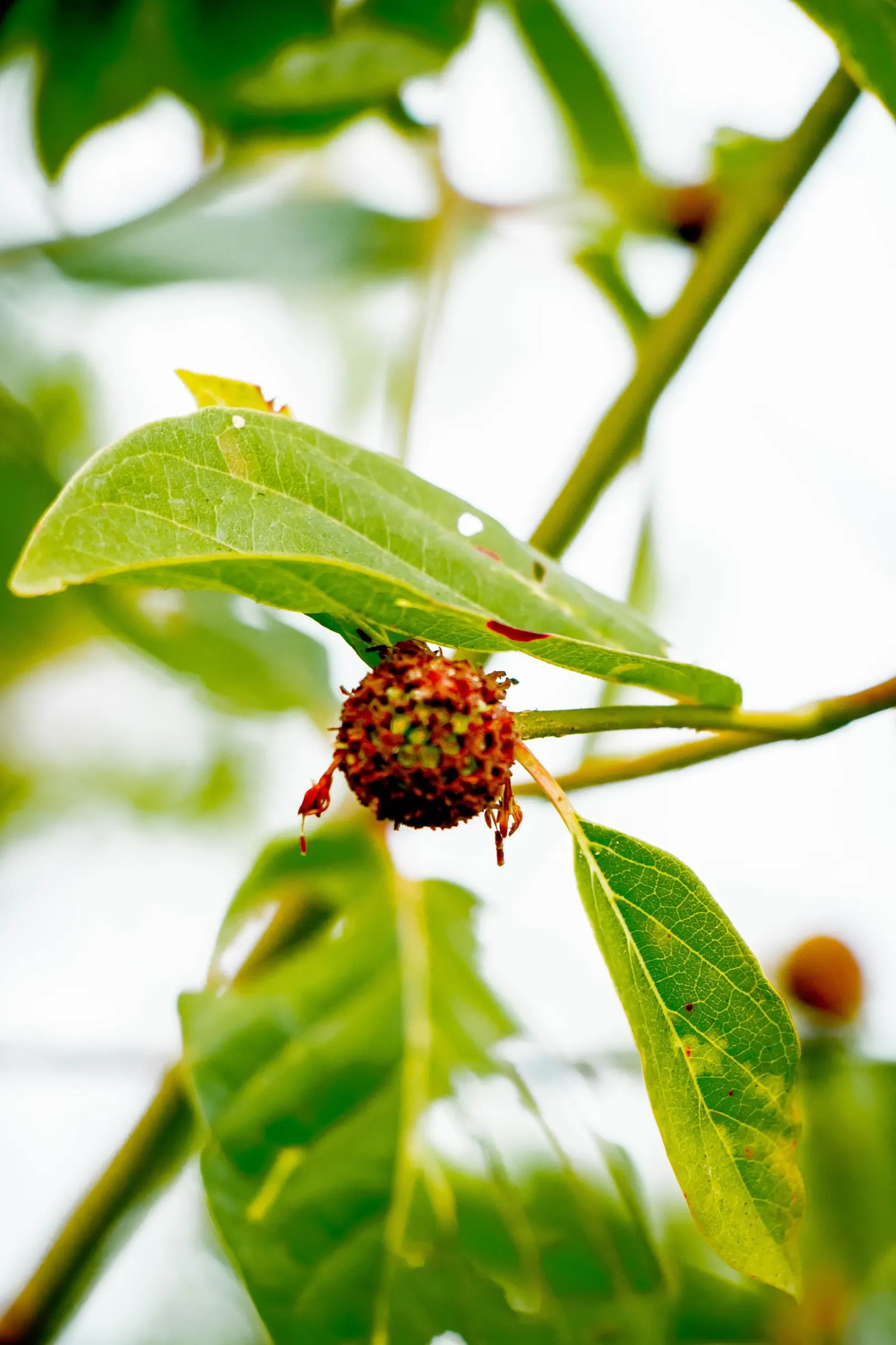 Mulberry (Morus Alba) — tree for full or half; allowing ample space for its mature spread, image 100