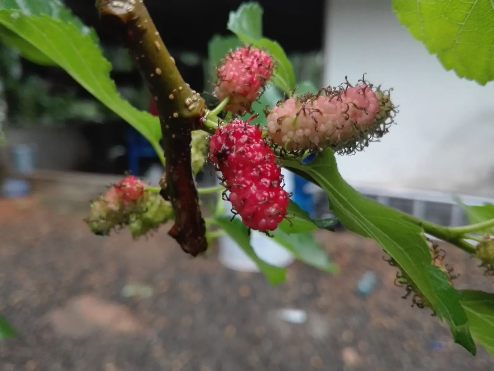 Mulberry (Morus Alba) — this robust tree prefers full sun to partial shade; this hardy species is relatively low maintenance, image 78