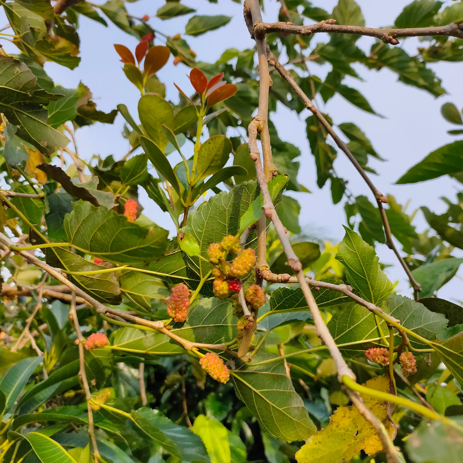 Mulberry (Morus Alba) — the Morus alba serves as an excellent shade tree and is often used in public parks and private gardens; requiring minimal pruning once