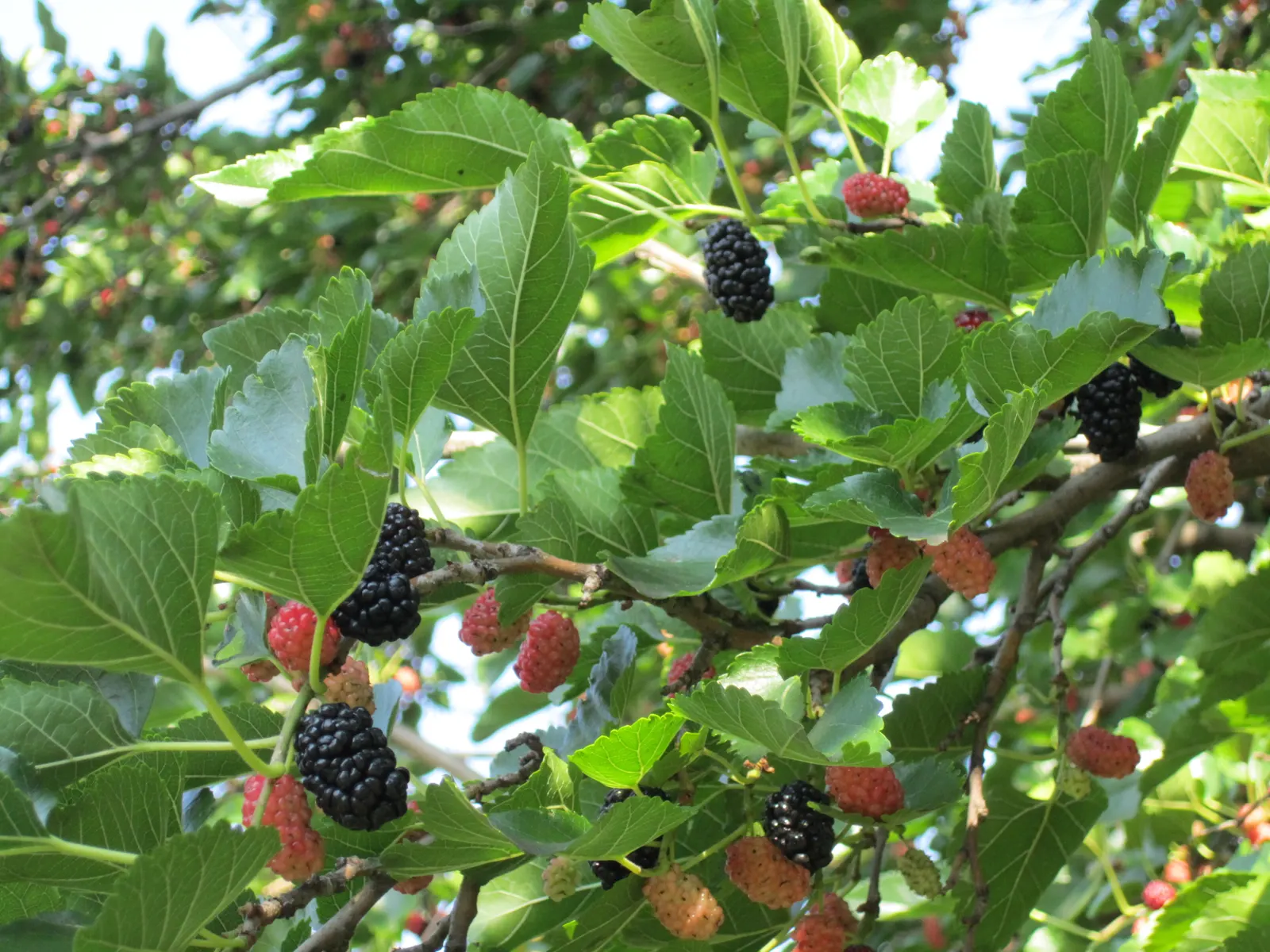 Mulberry (Morus Alba) — The Mulberry tree, Morus alba, valued for its lush foliage and sweet fruit, thrives in zones 4-8; it boasts broad leaves, image 76