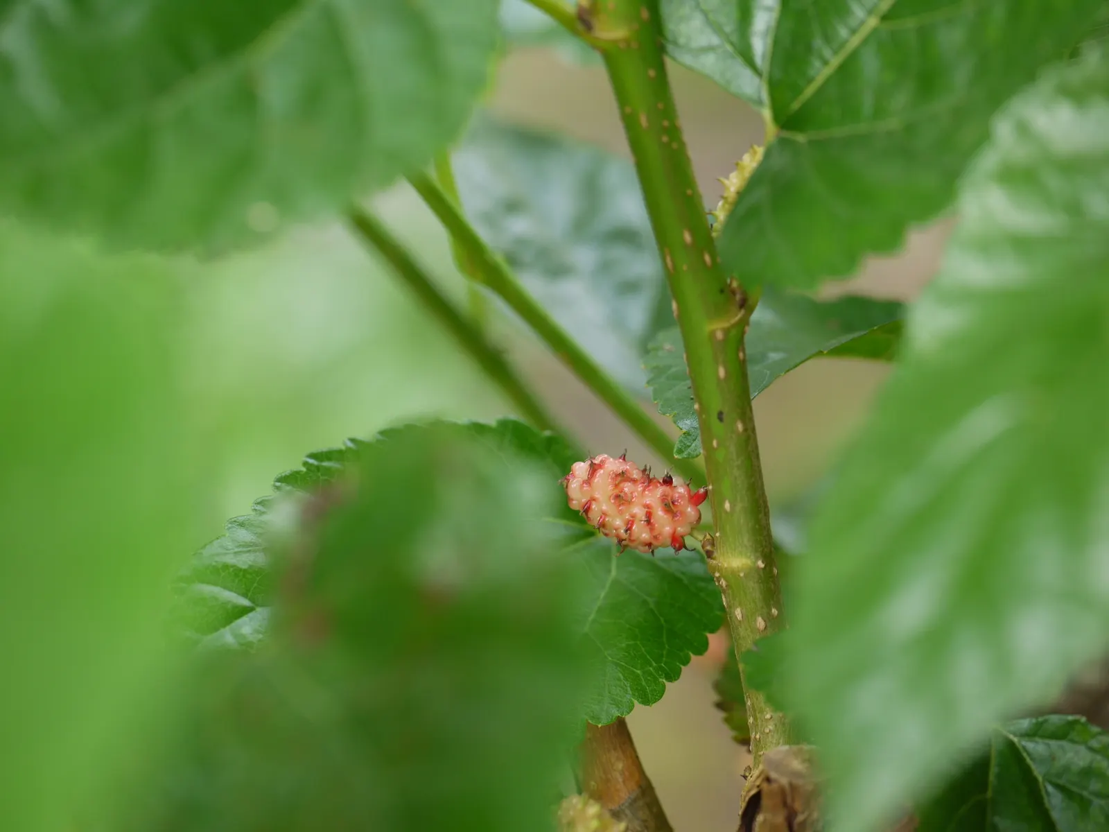 Mulberry (Morus Alba) — scientifically known as Morus alba; the Morus alba serves as an excellent shade tree and is often used in public parks and, image 82