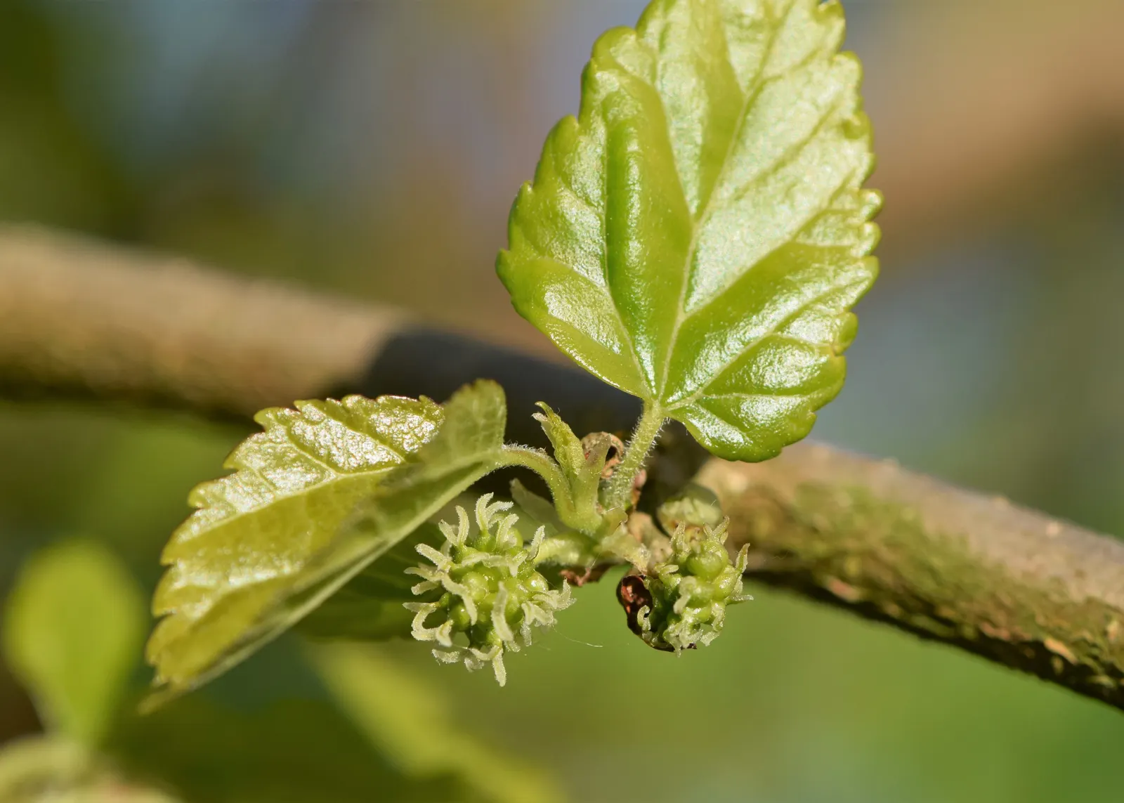 Mulberry (Morus Alba) — sweet fruits resembling blackberries, image 63