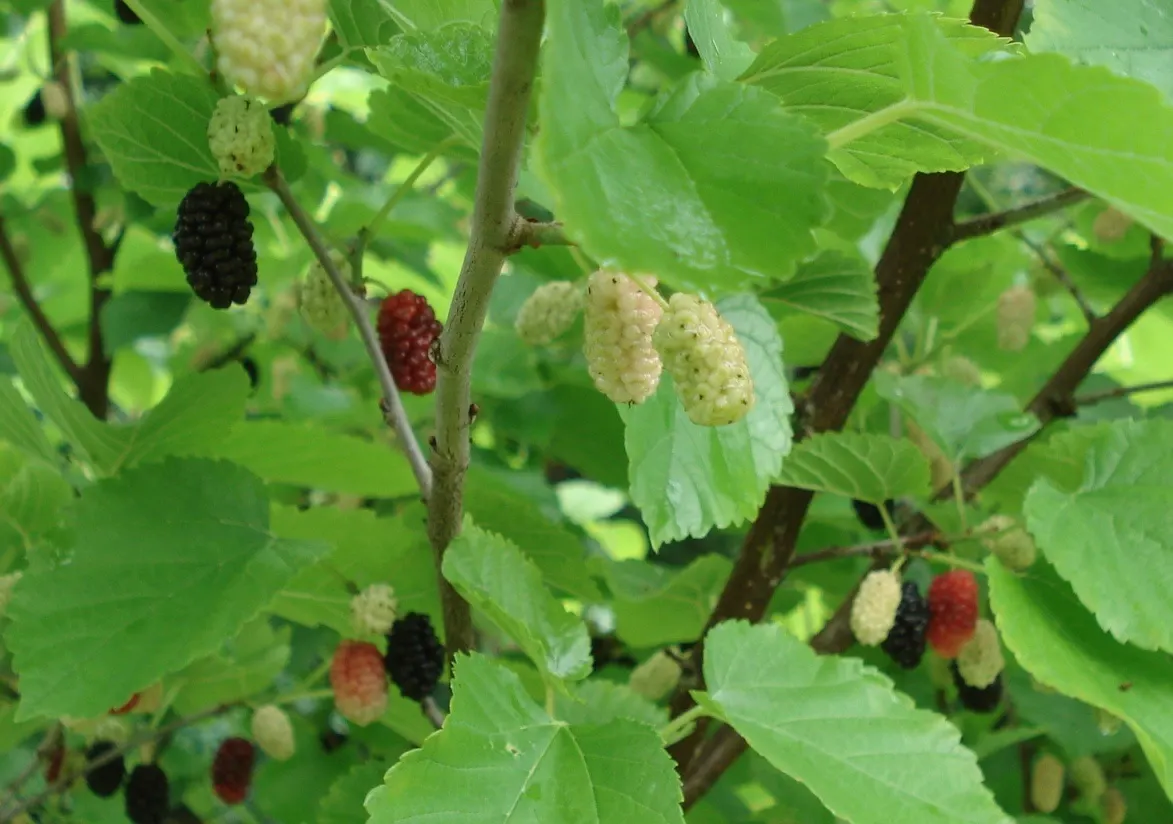 Mulberry (Morus Alba) — offers a blend of aesthetic appeal and practical use in the landscape; this robust tree prefers full sun to partial shade, image 58